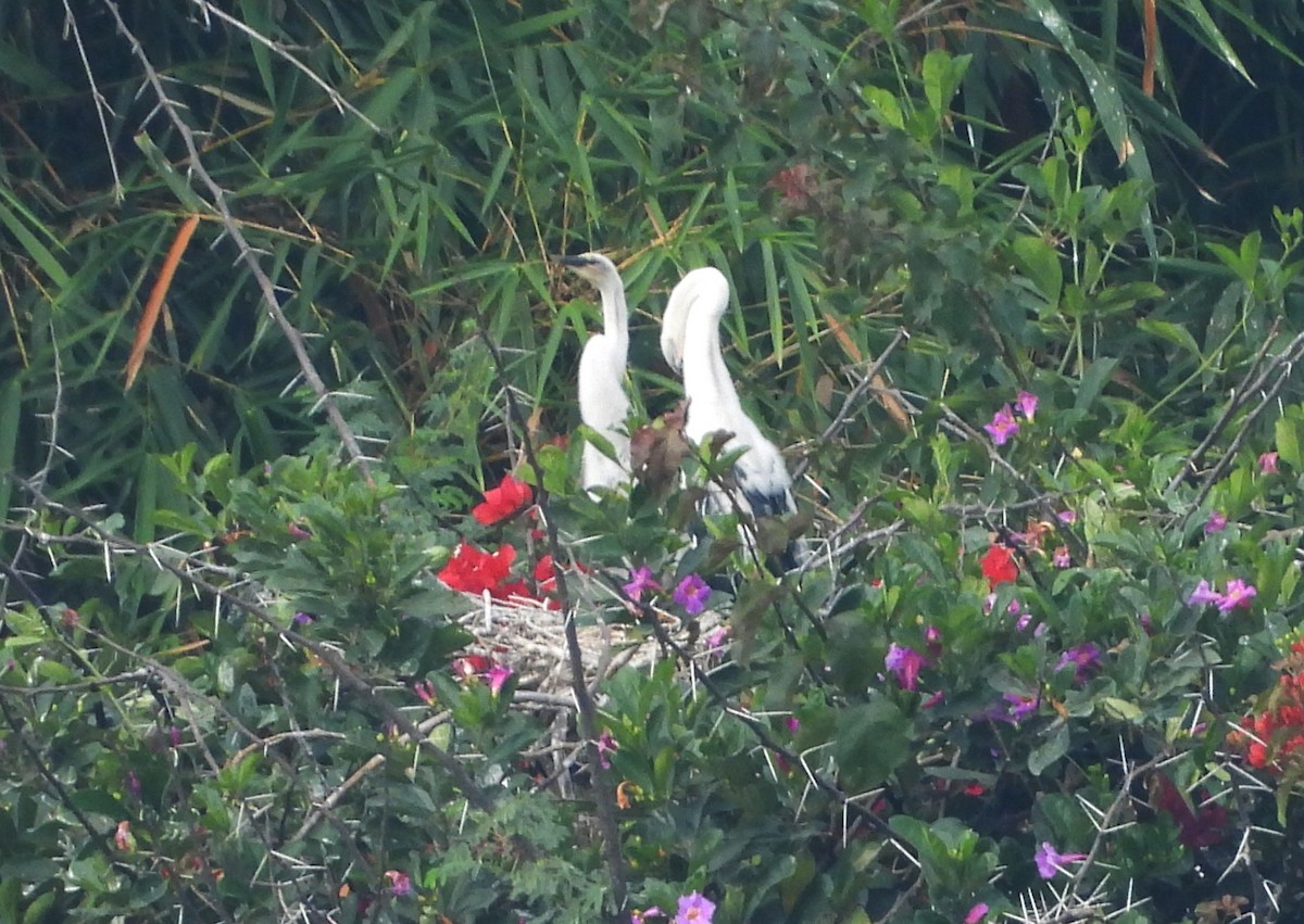 Anhinga roux - ML645105608