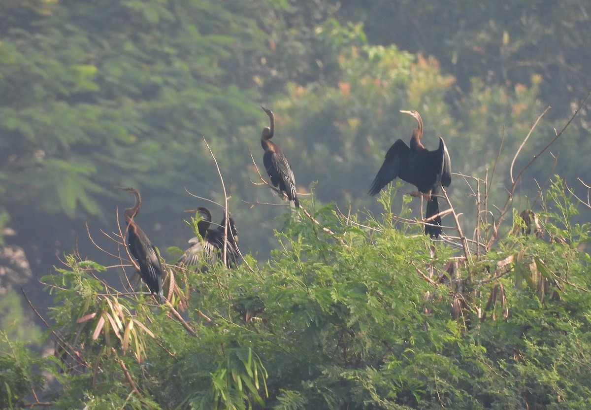 Anhinga roux - ML645105609