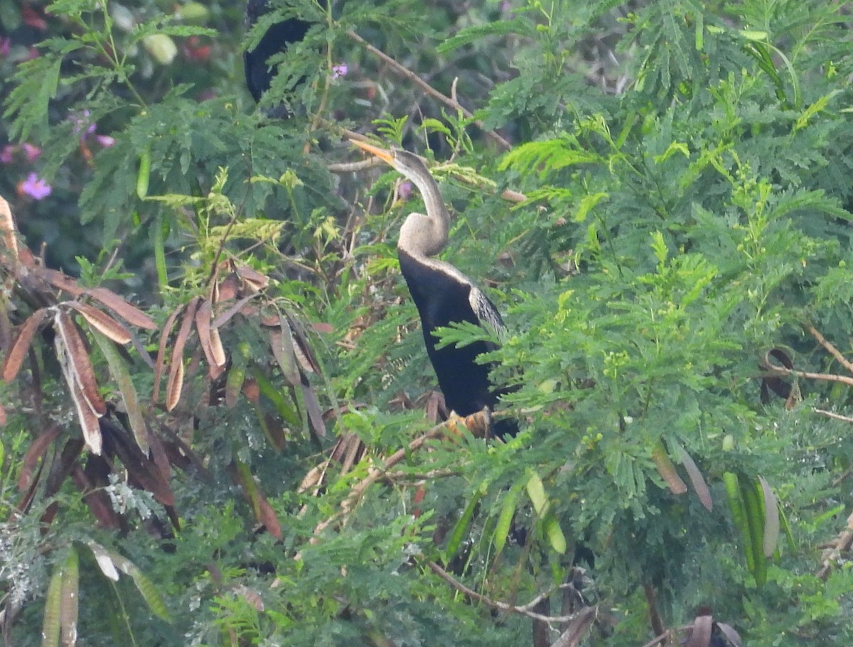 Anhinga roux - ML645105610