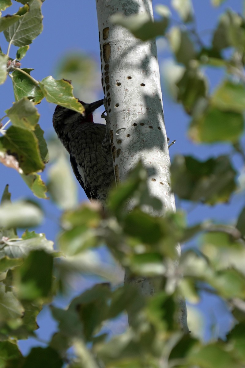 datel rudošíjný - ML645105613