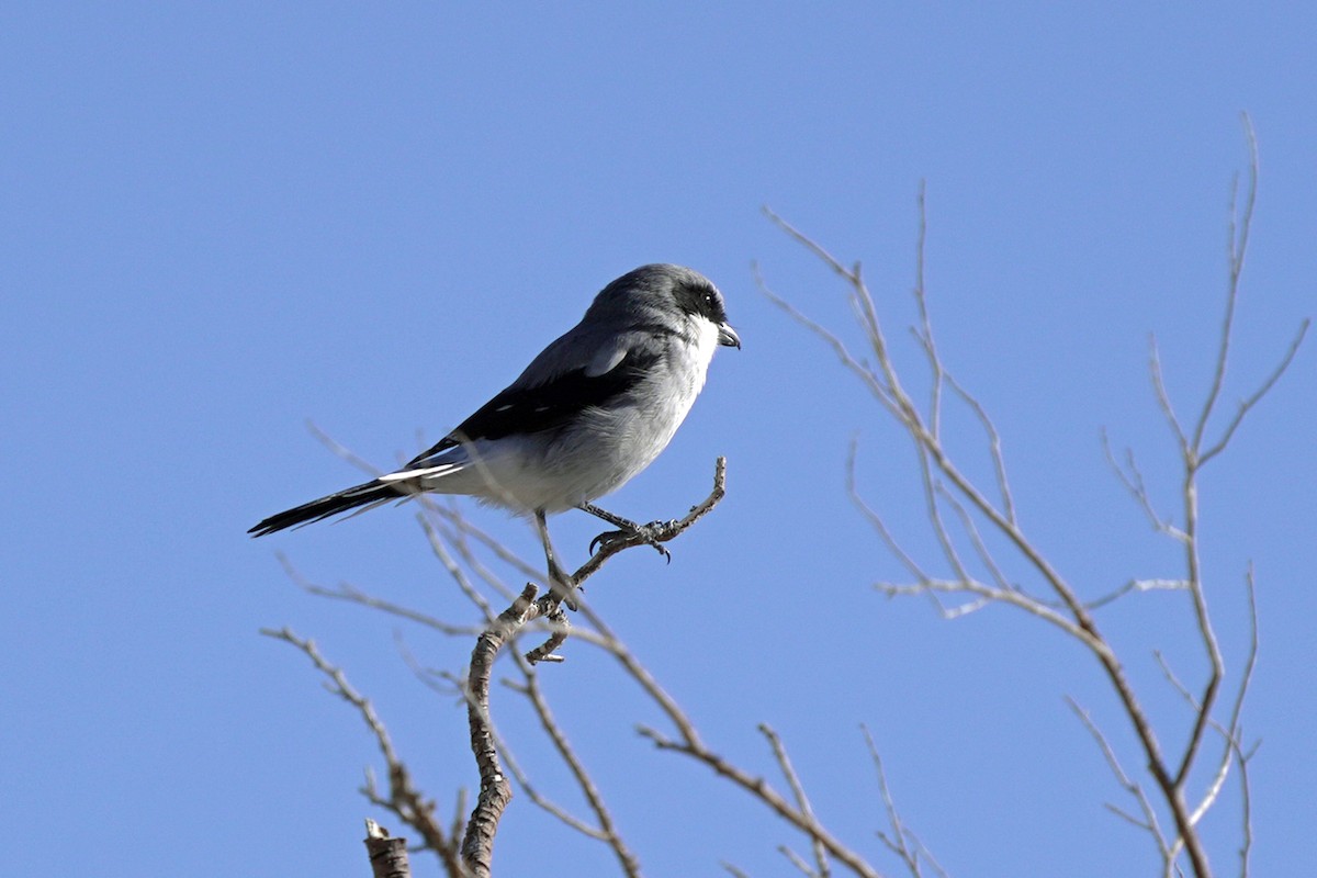 ťuhýk americký - ML645105618