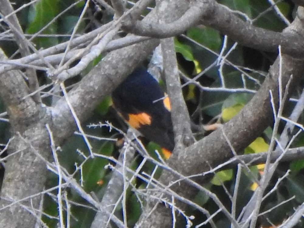 Горихвостковая древесница - ML645105623