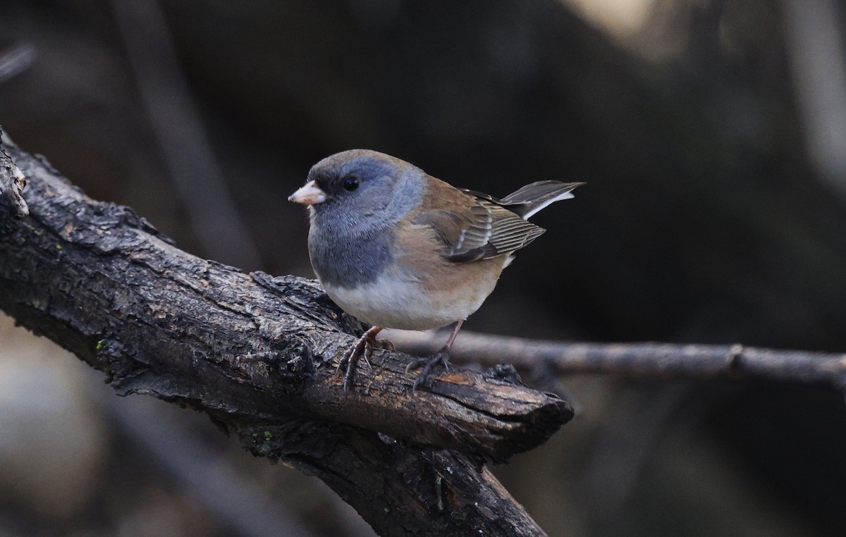 Junco Ojioscuro - ML645105624