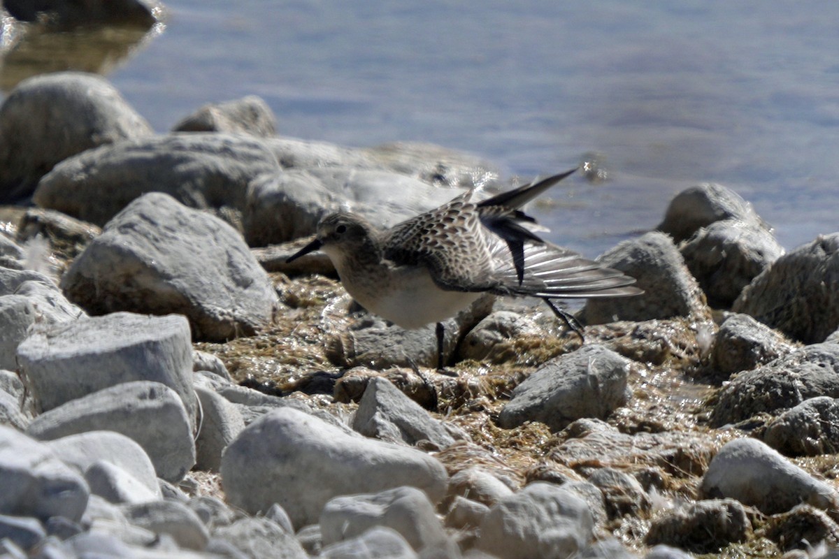 jespák dlouhokřídlý - ML645105628