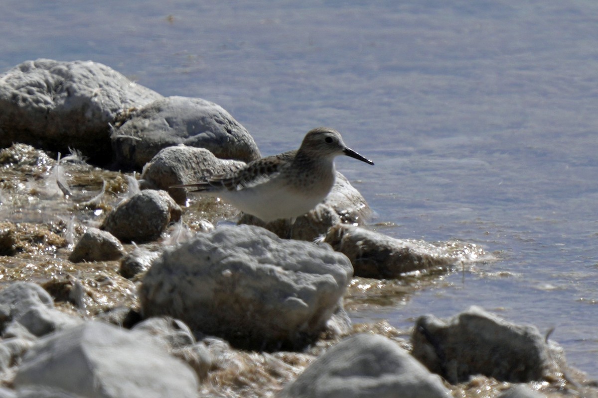 jespák dlouhokřídlý - ML645105629