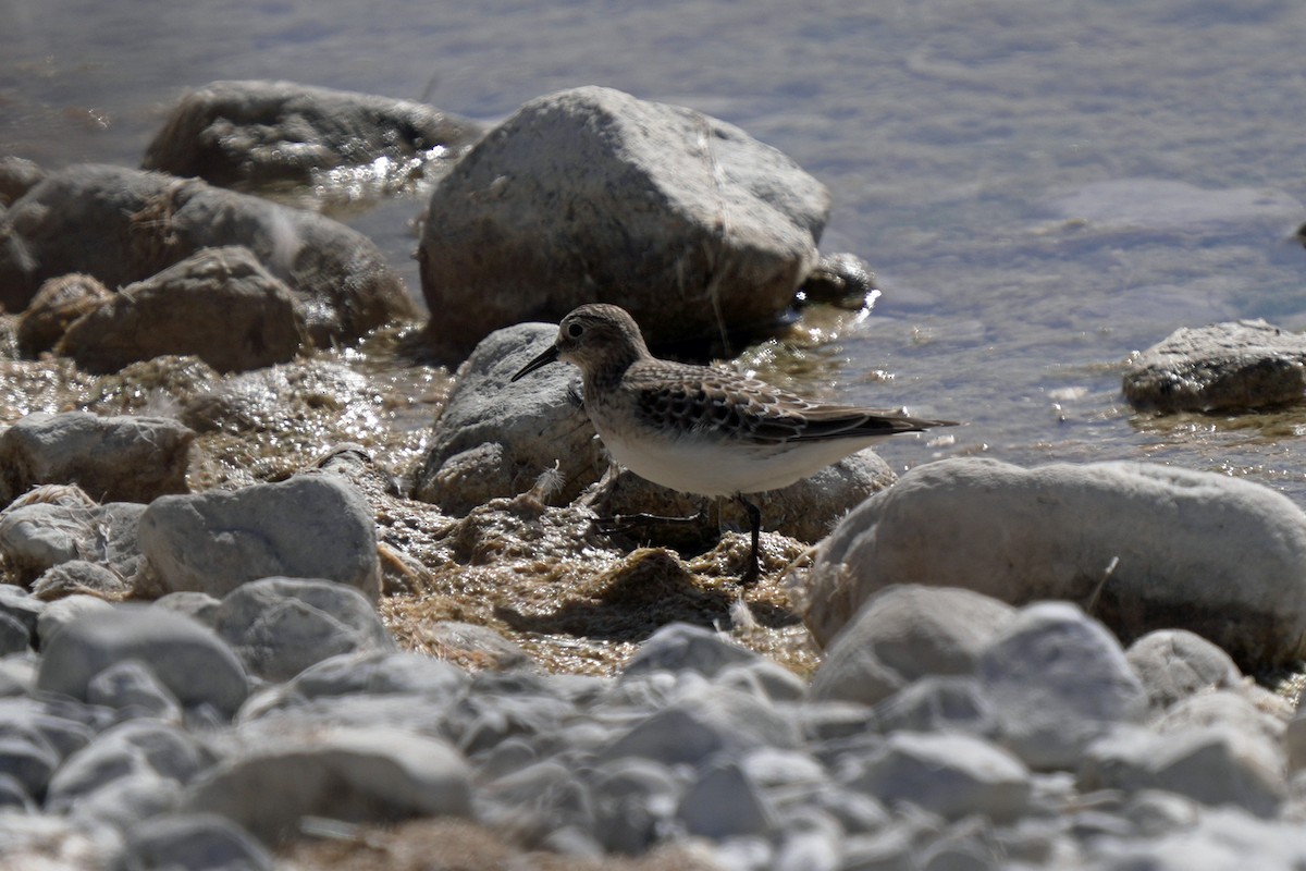 jespák dlouhokřídlý - ML645105630