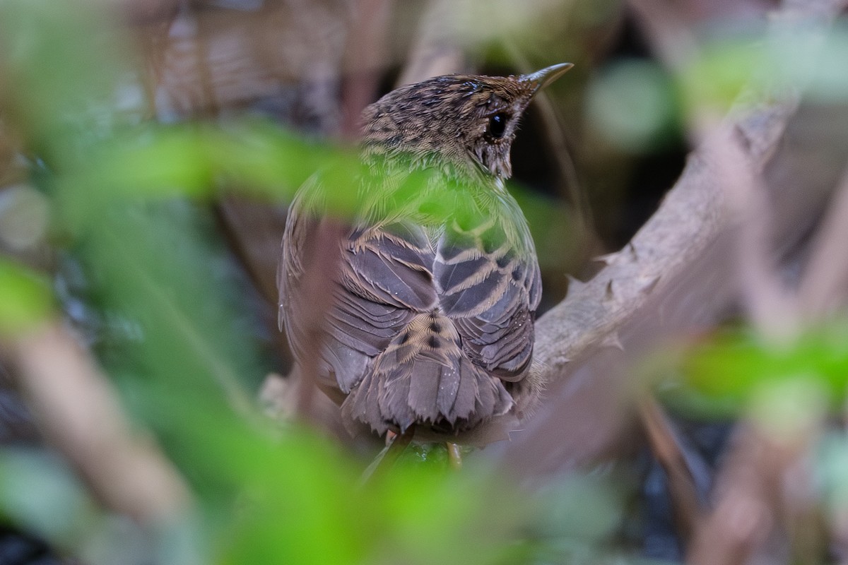 cvrčilka žíhaná - ML645105631