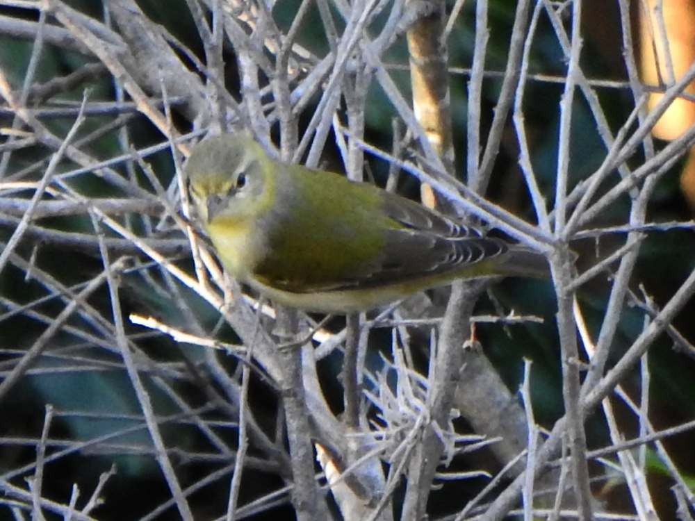 Tennessee Warbler - ML645105636