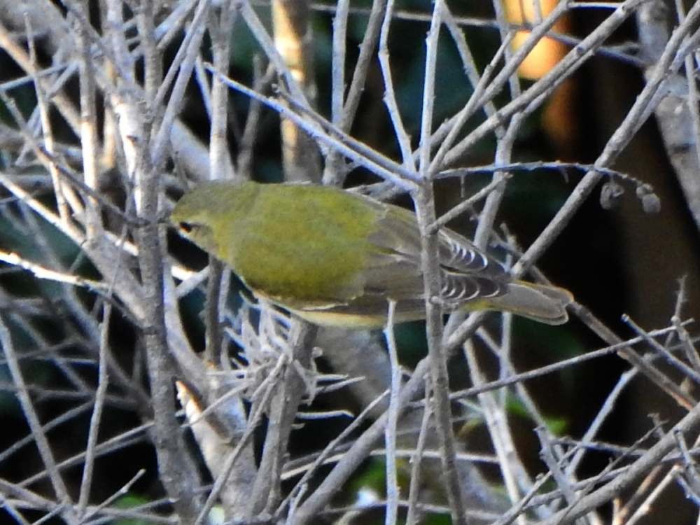 Tennessee Warbler - ML645105637