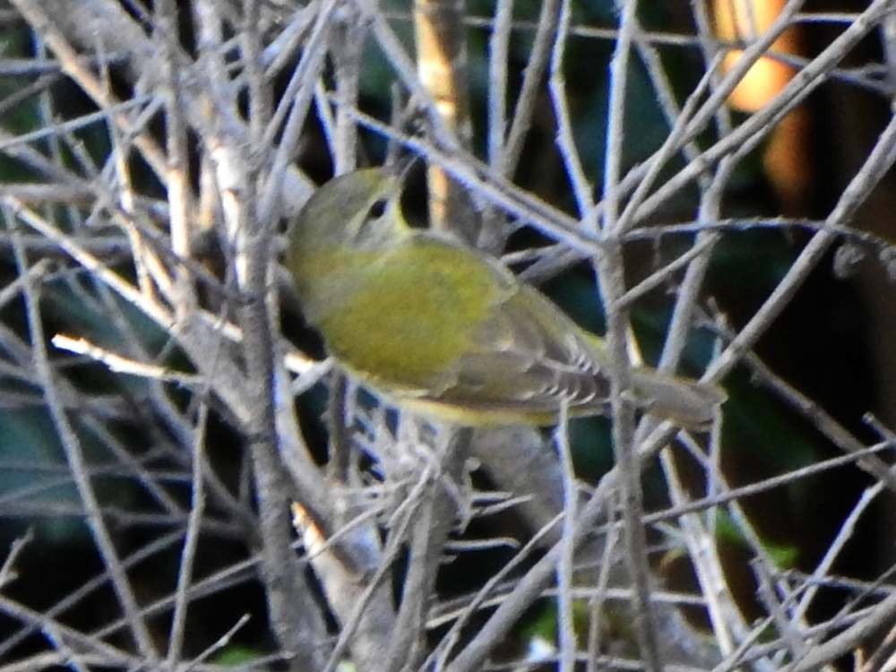 Tennessee Warbler - ML645105638