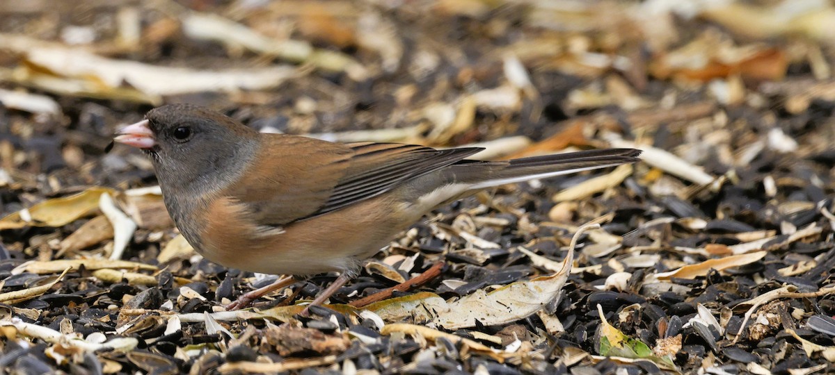 Junco Ojioscuro - ML645105650