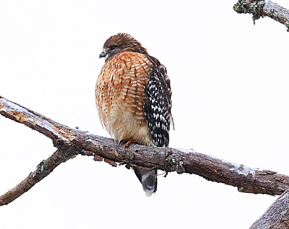 eBird Checklist - 12 Nov 2025 - Perkins Point - 1 species