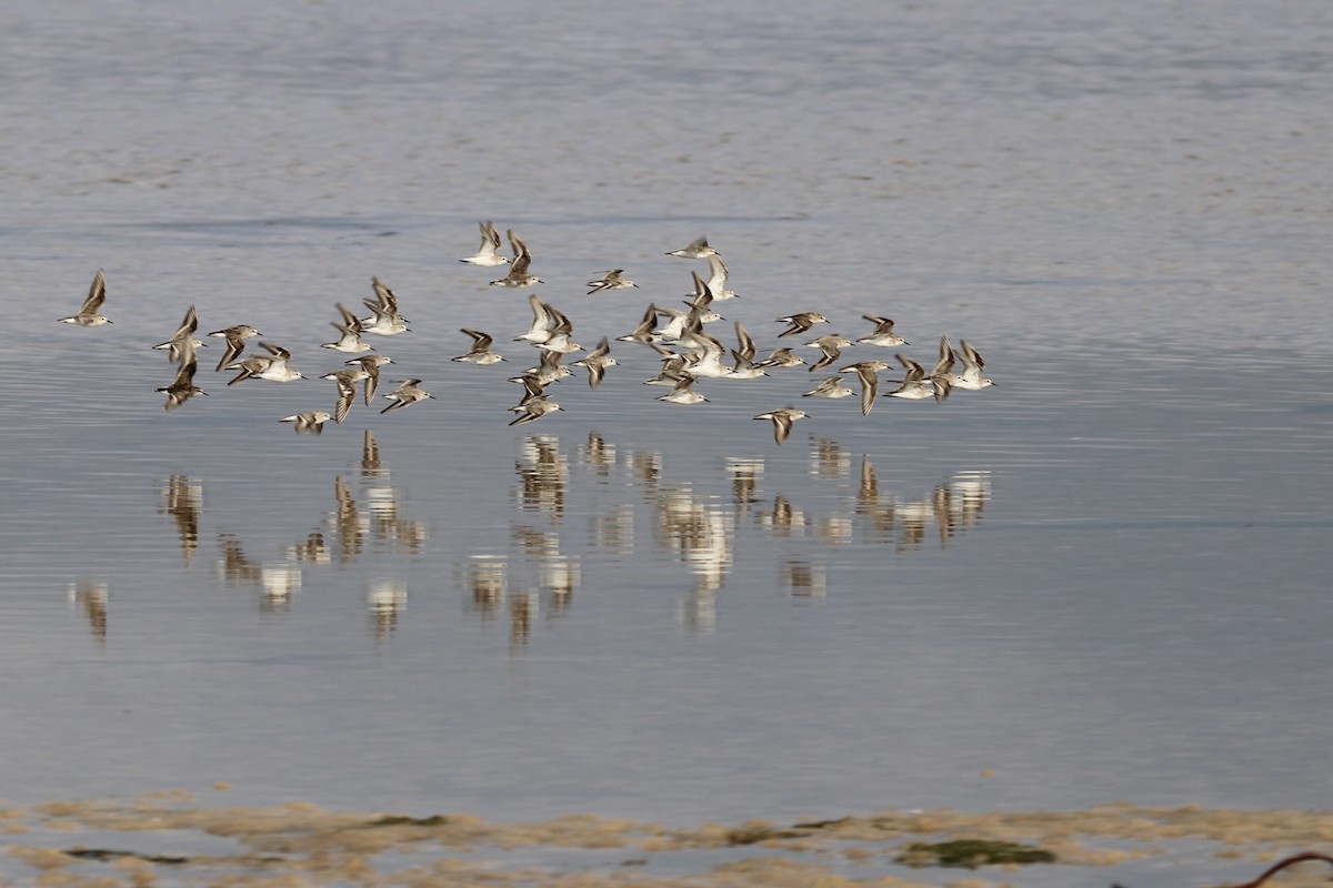 Little Stint - ML645105661