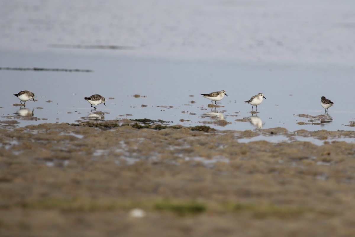Little Stint - ML645105662