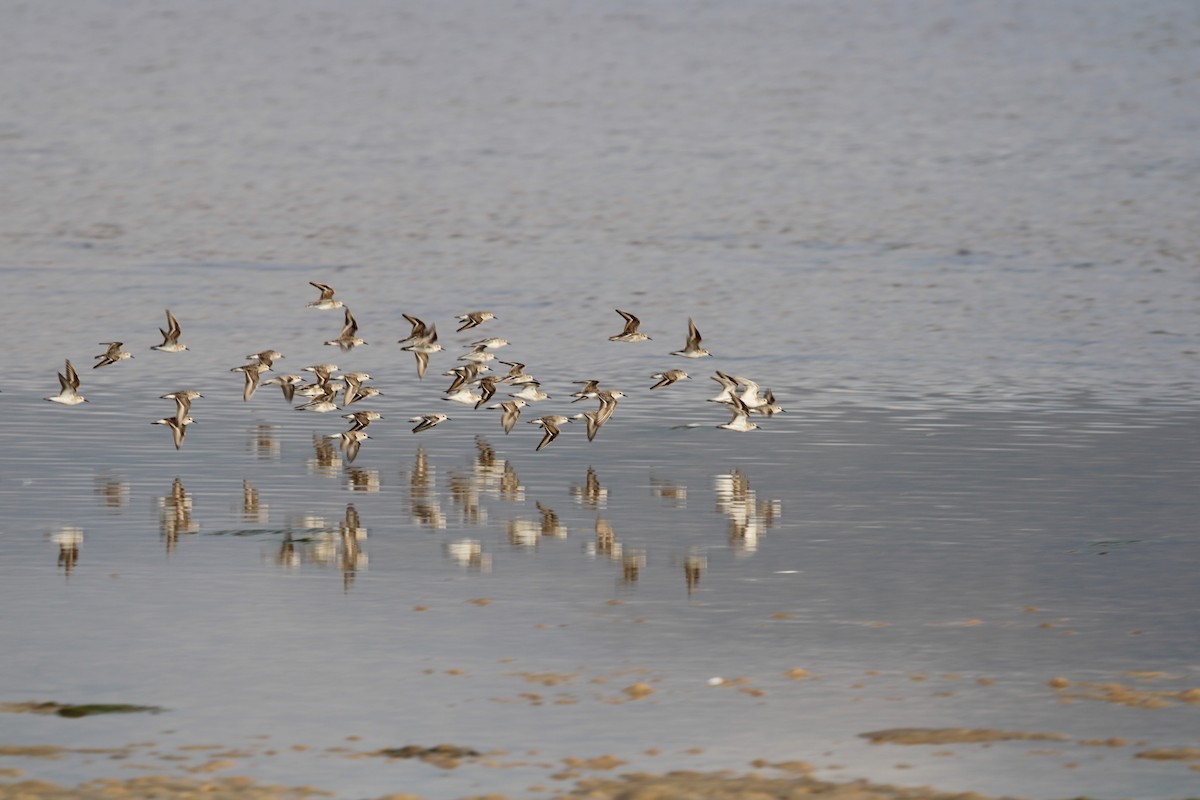 Little Stint - ML645105663