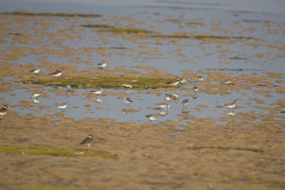 Little Stint - ML645105664