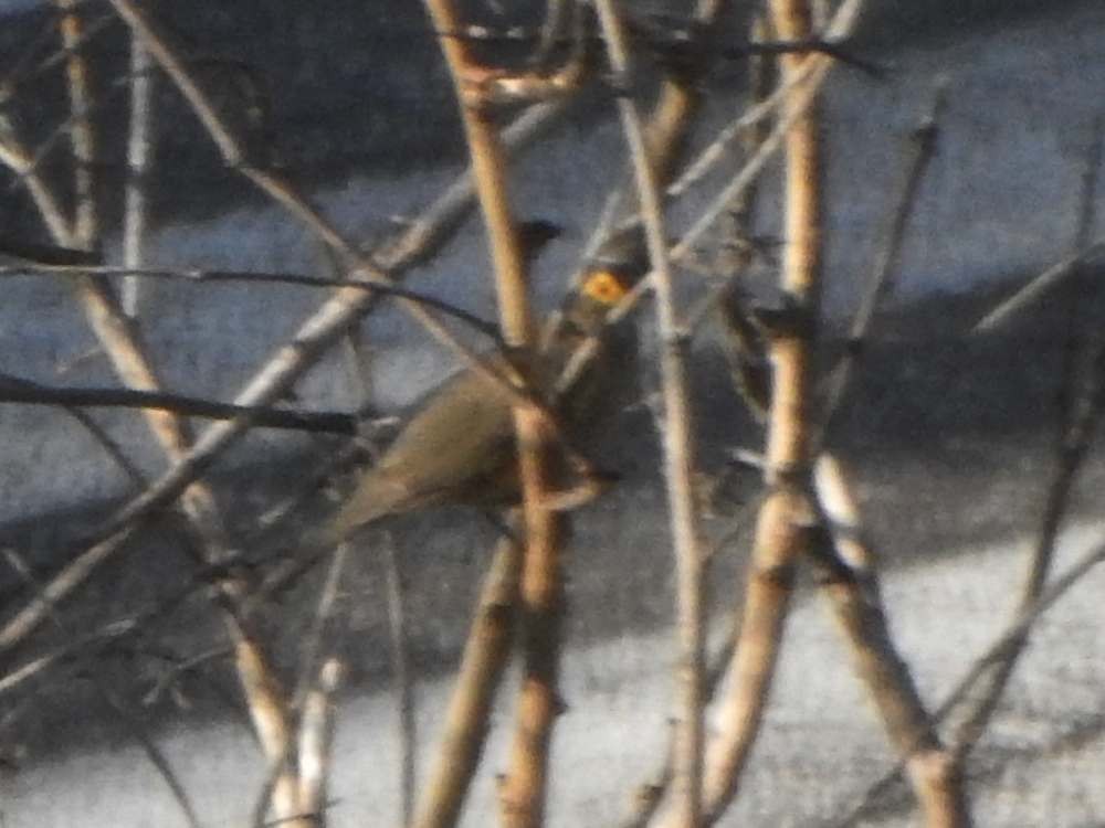 Spectacled Thrush - ML645105667