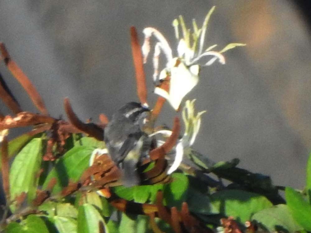 Sucrier à ventre jaune - ML645105674