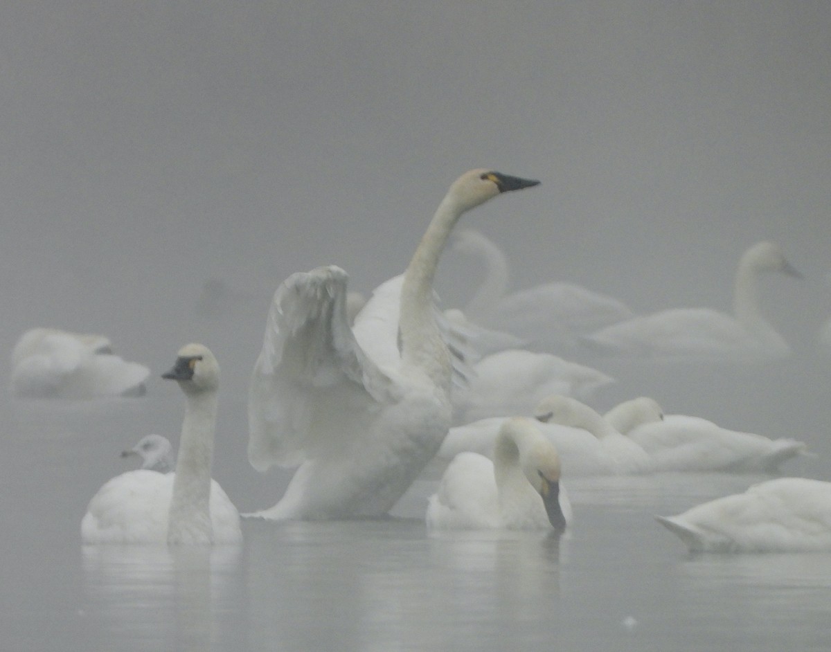 Tundra Swan - ML645105716