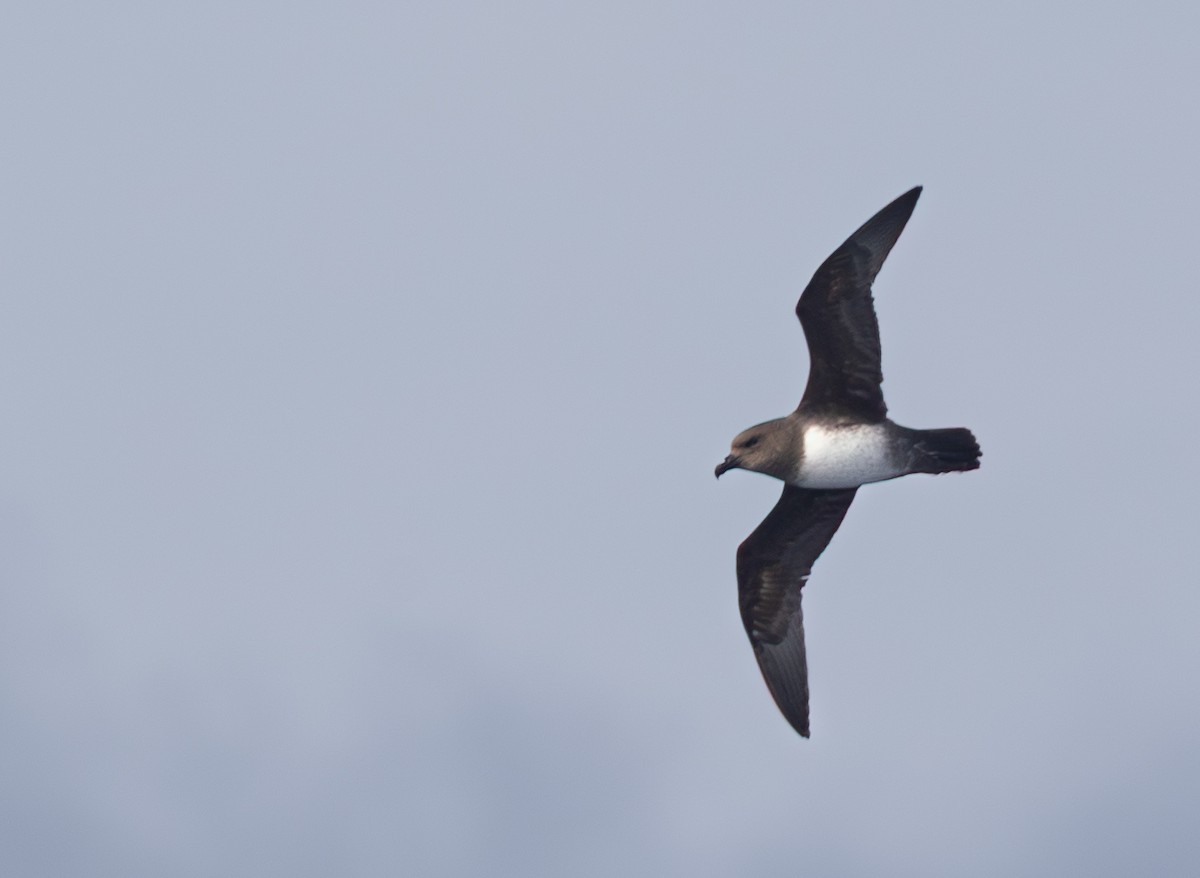 Atlantic Petrel - ML645105717