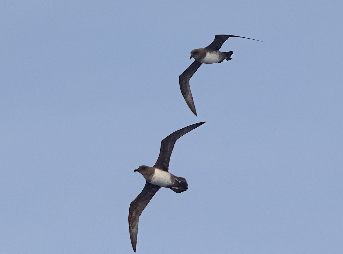 Atlantic Petrel - ML645105718