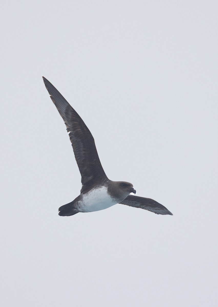 Atlantic Petrel - ML645105719