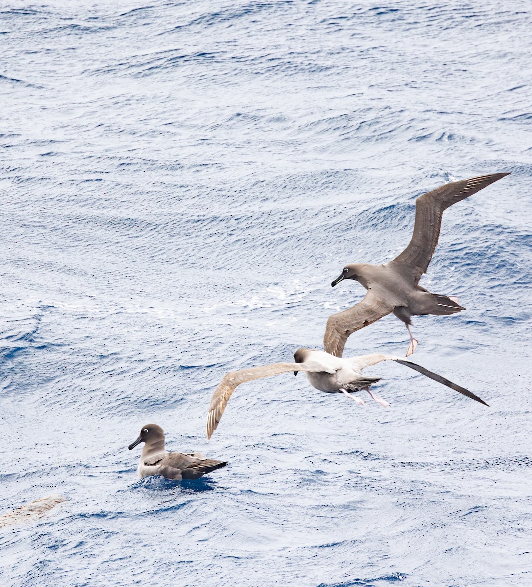 Albatros hauskara - ML645105740