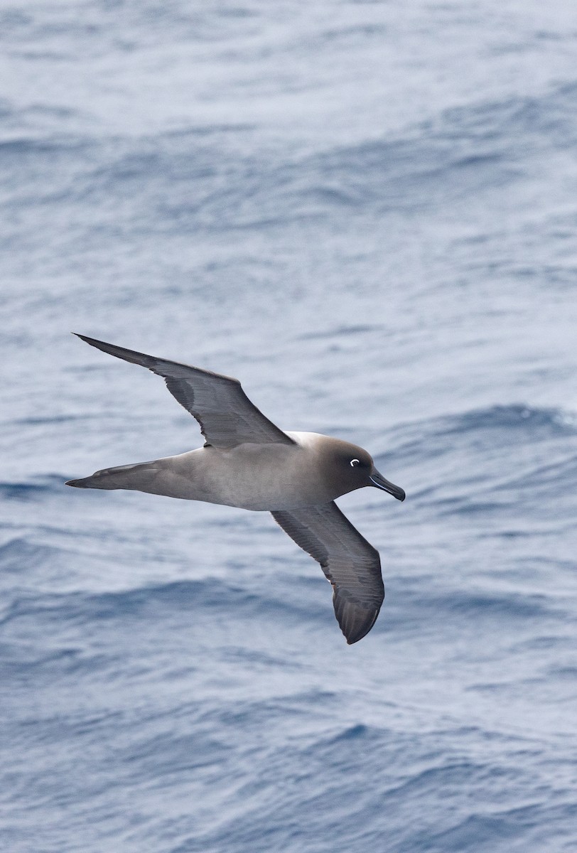 Albatros hauskara - ML645105742