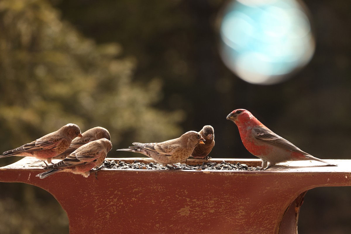 pěnkavice coloradská - ML645105754