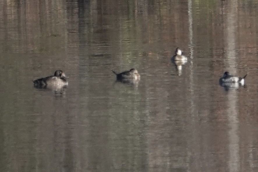 polák kaholka - ML645105787