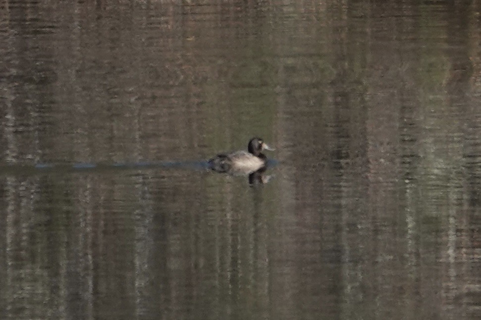 polák kaholka - ML645105788