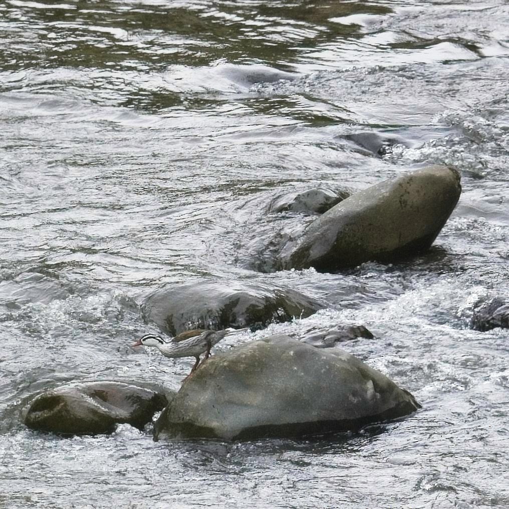 Torrent Duck - ML645105792