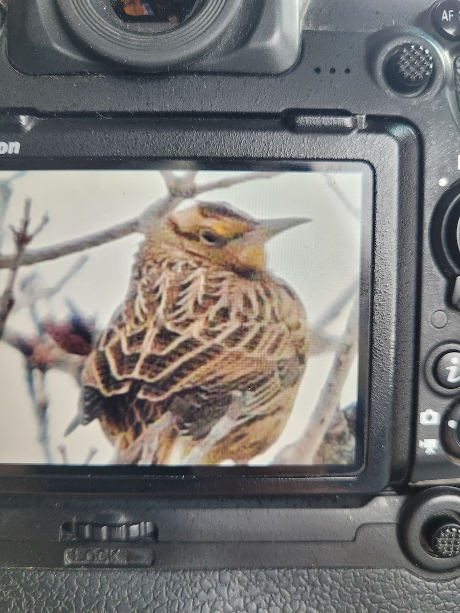 Western/Eastern Meadowlark - ML645105795