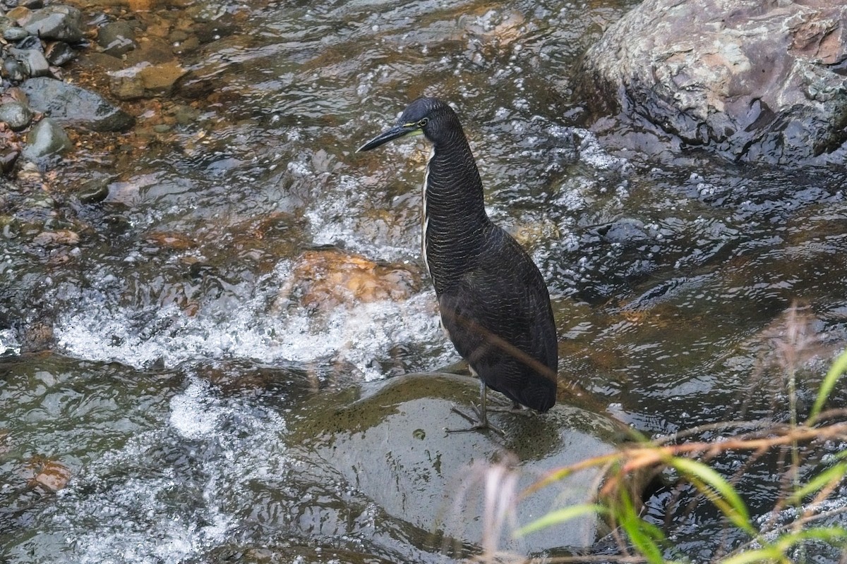 Fasciated Tiger-Heron - ML645105796