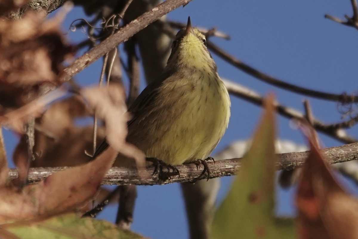 lesňáček bažinný (ssp. hypochrysea) - ML645105798