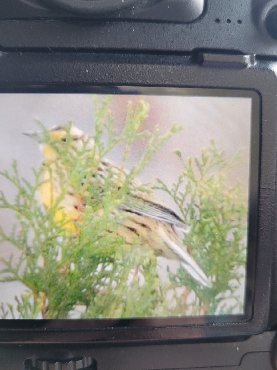 Western/Eastern Meadowlark - ML645105800