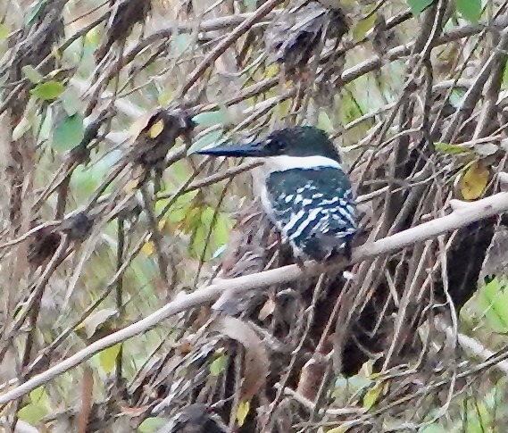 Green Kingfisher - ML645105804
