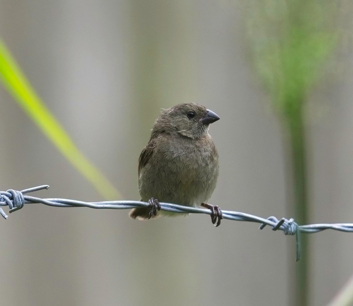 Dull-colored Grassquit - ML645105807