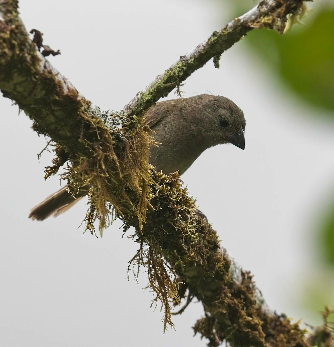 Dull-colored Grassquit - ML645105810