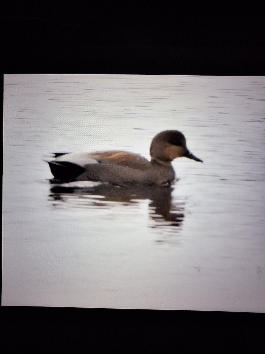 Gadwall - ML645105827