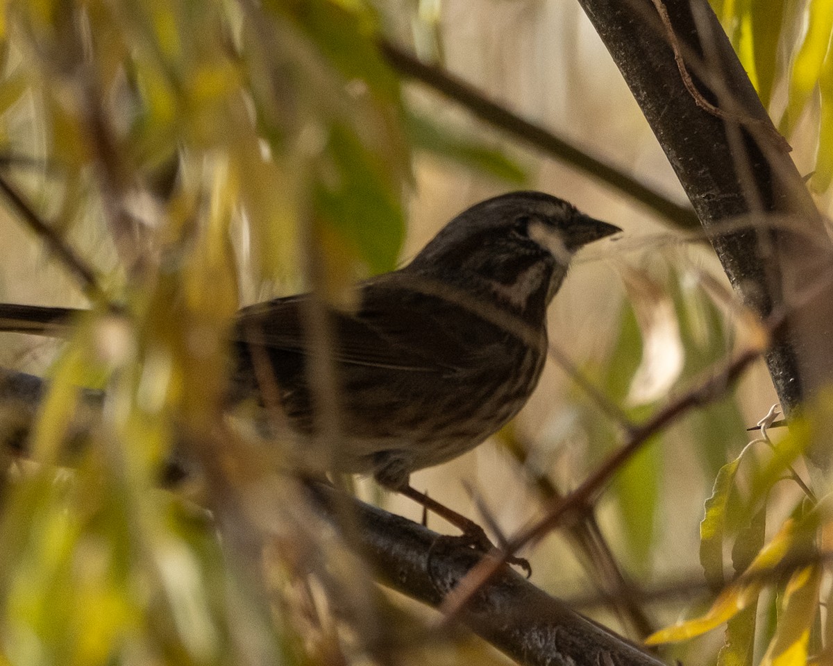 Song Sparrow - ML645105836