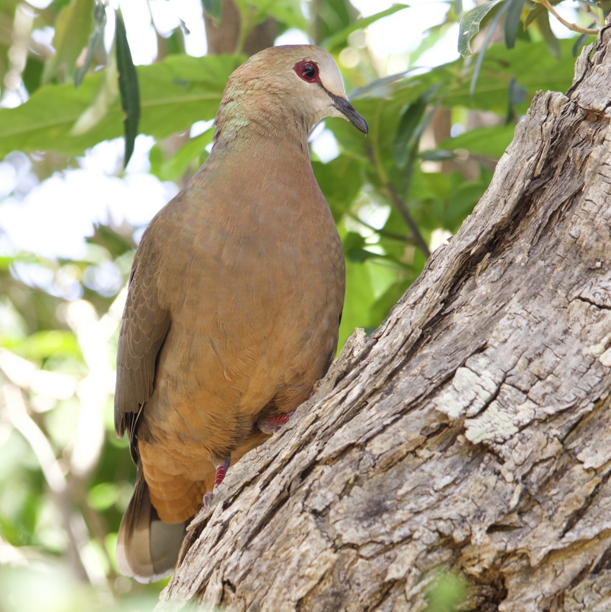 Lemon Dove - ML645105844