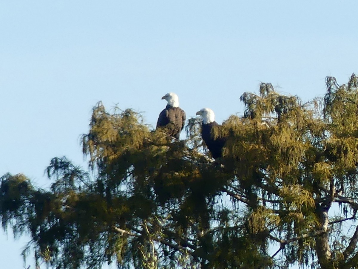 Орлан білоголовий - ML645105846