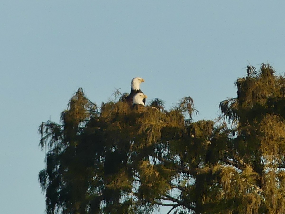 Орлан білоголовий - ML645105847