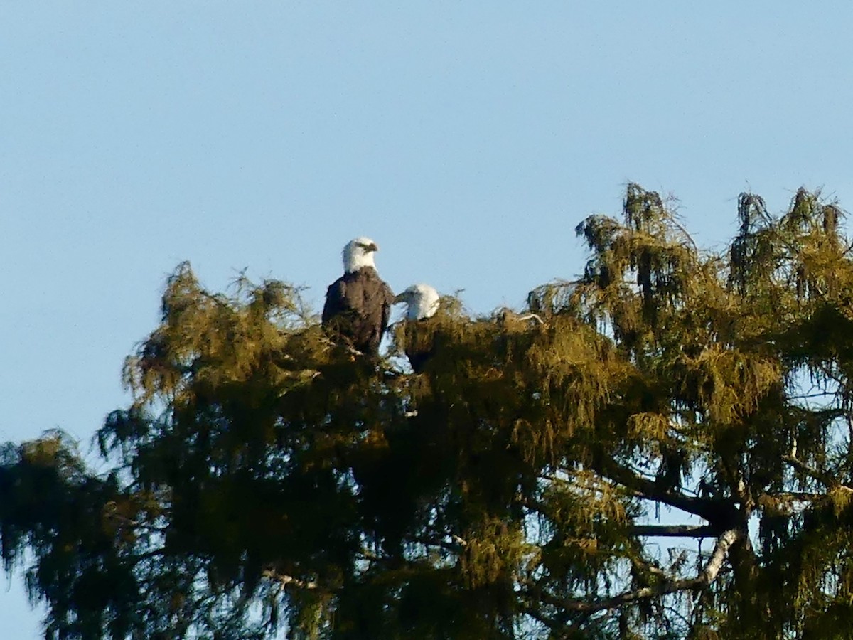 Орлан білоголовий - ML645105848