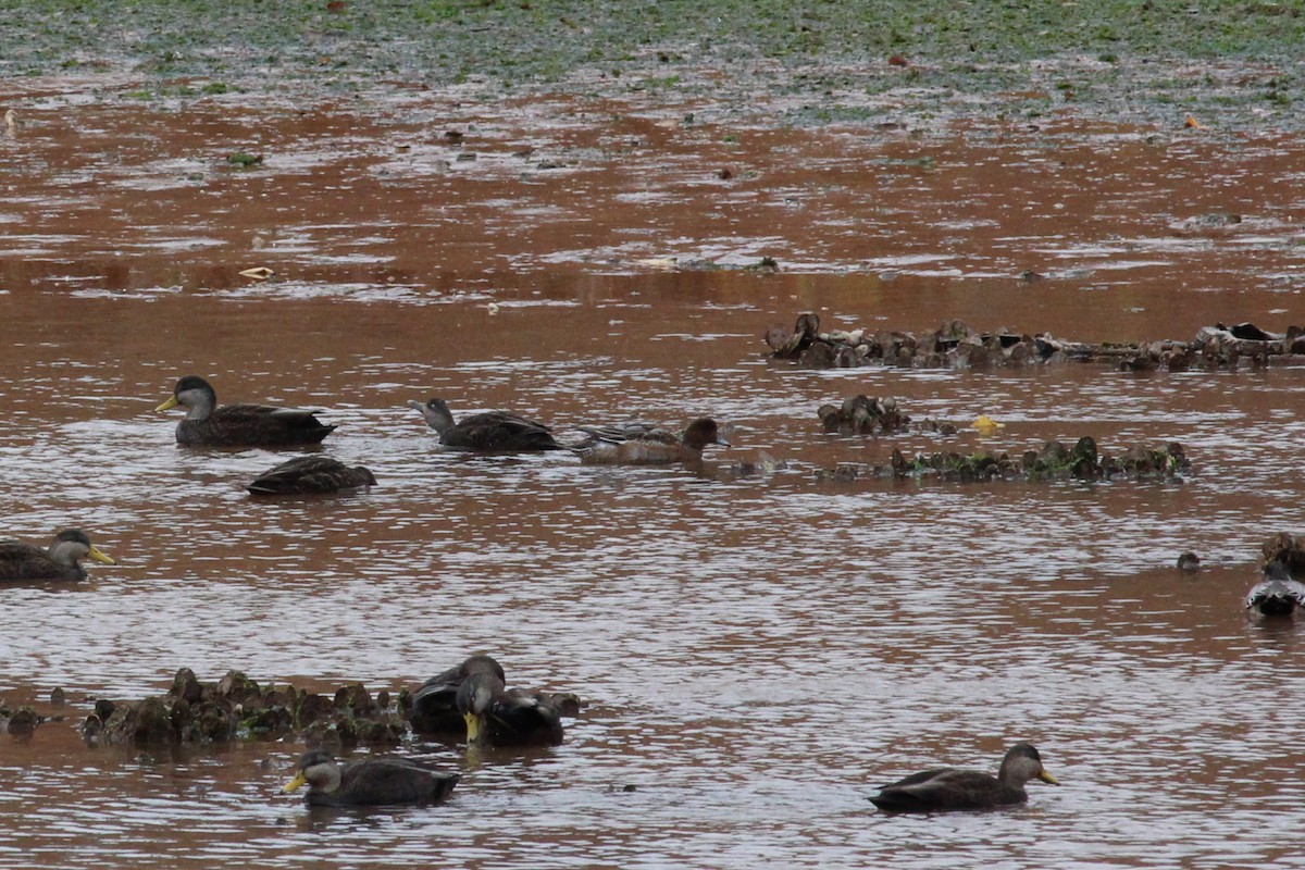 Eurasian Wigeon - ML645105853