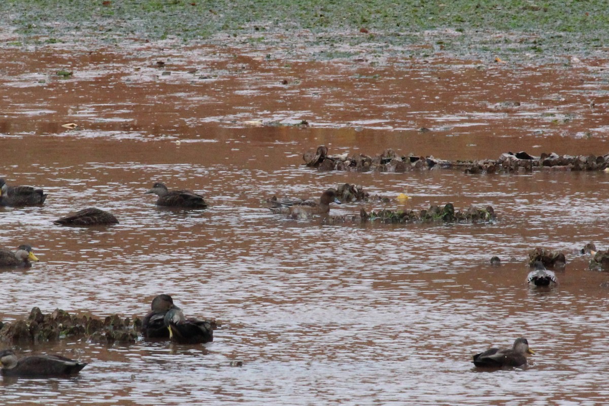 Eurasian Wigeon - ML645105855