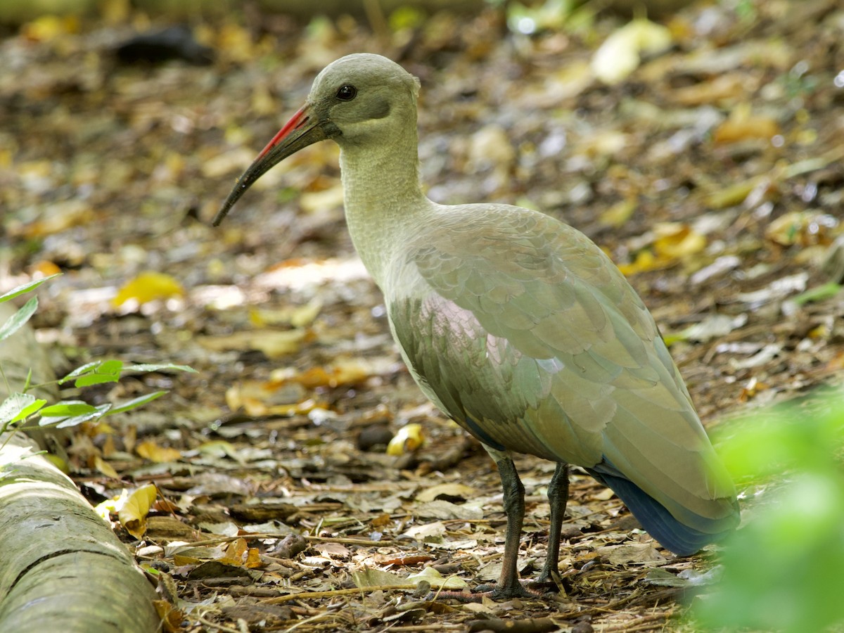 Hadada Ibis - ML645105859