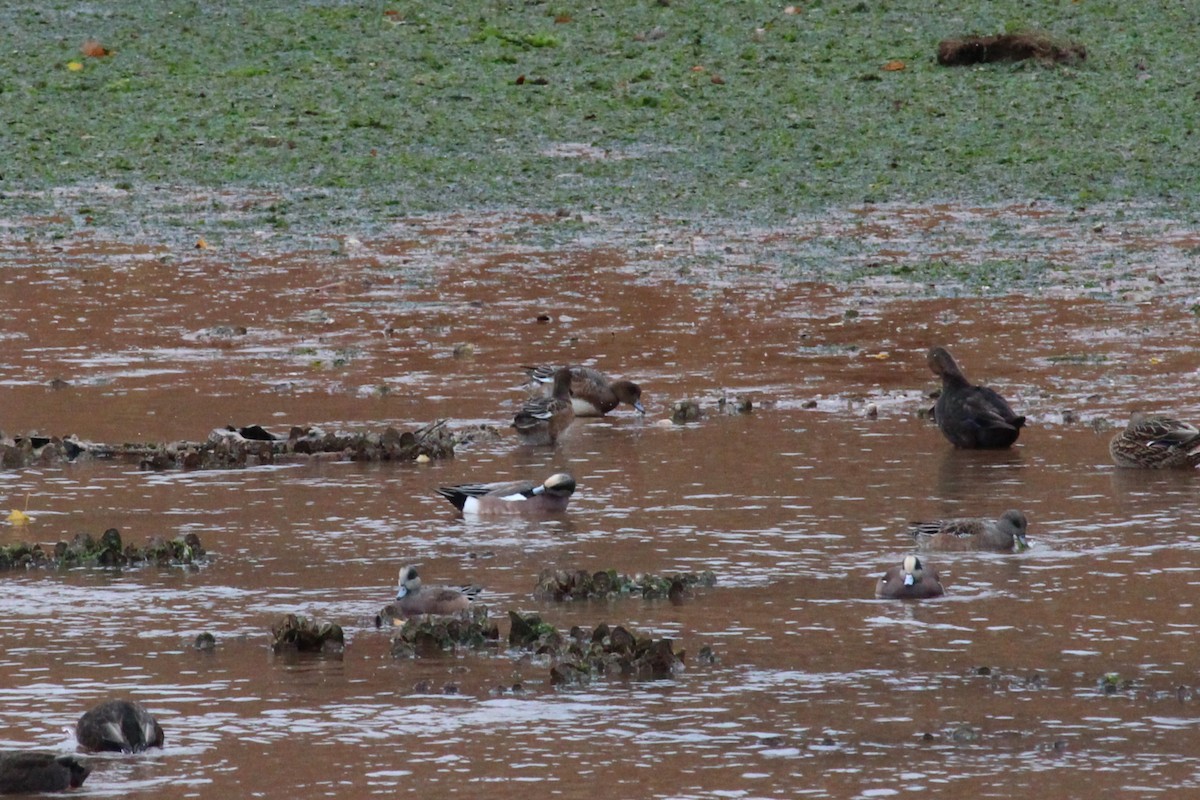 Eurasian Wigeon - ML645105860