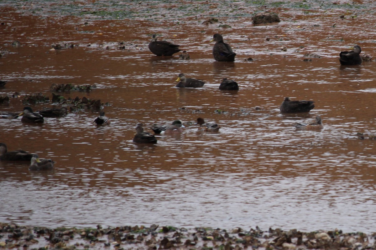 Eurasian Wigeon - ML645105861